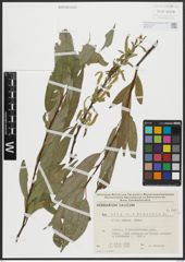 Foto von Salix alba L. x Salix fragilis L.